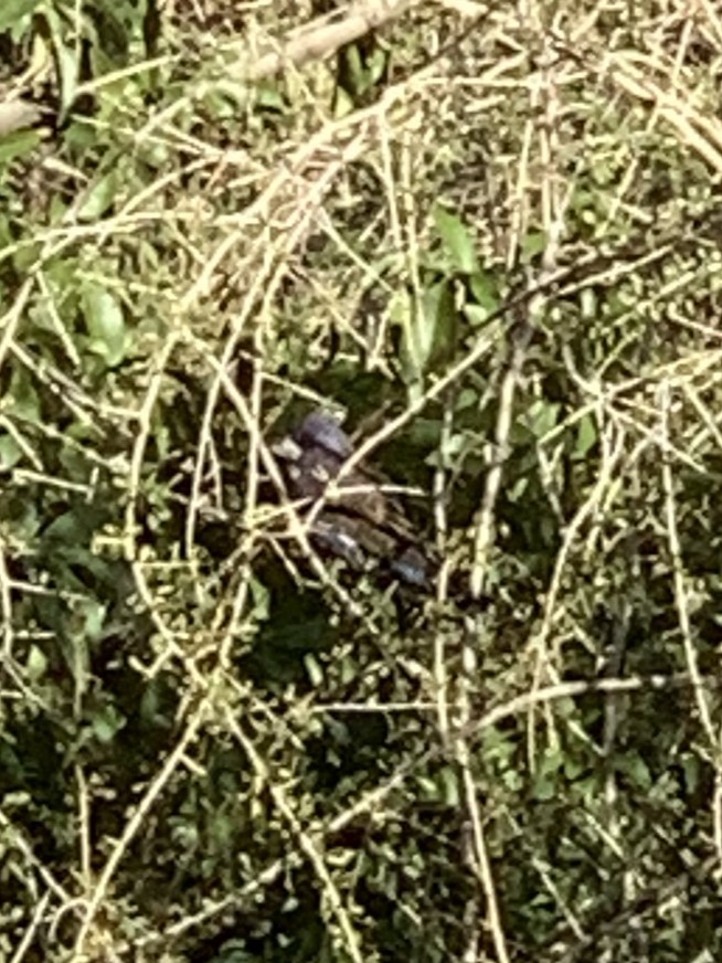 Blue Grosbeak - ML645174737