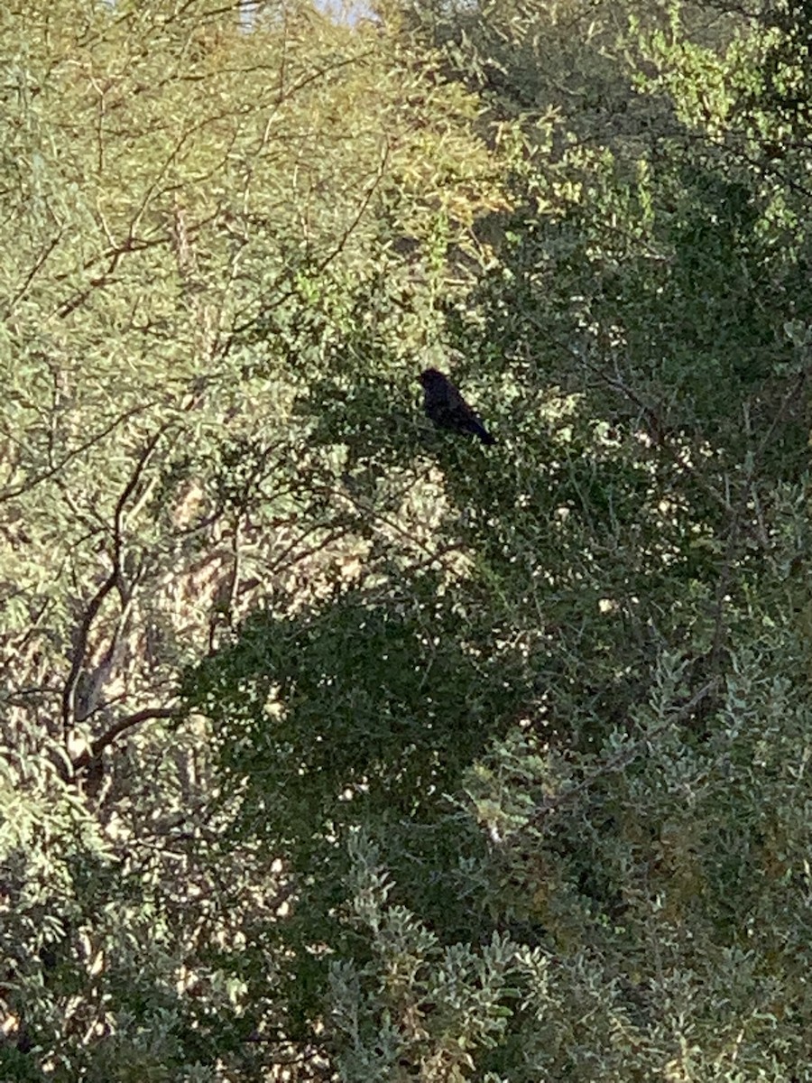 Blue Grosbeak - ML645174738