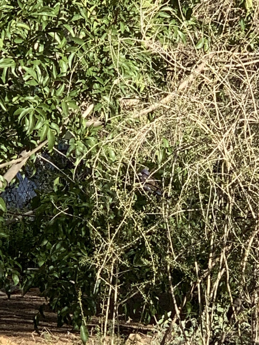 Blue Grosbeak - ML645174739