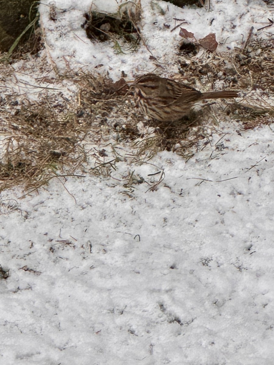 strnadec zpěvný - ML645174743