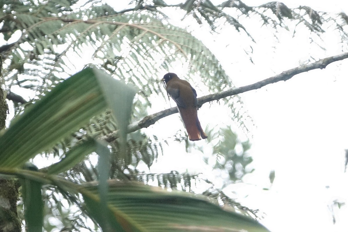Masked Trogon - ML645174753