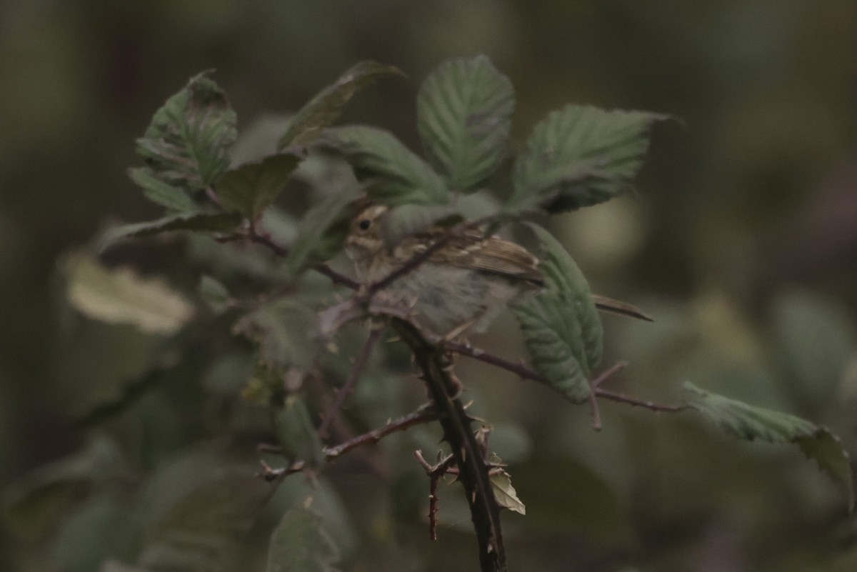 ウスヒメドリ - ML645174759