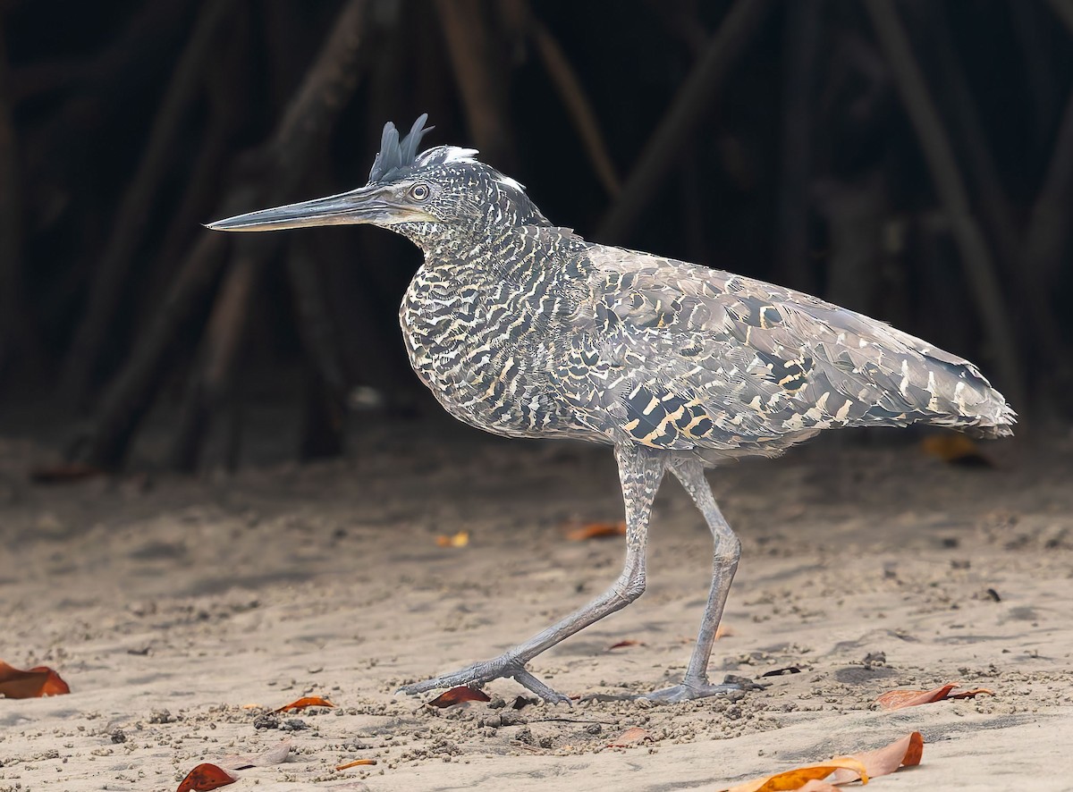 Weißschopfreiher - ML645174766