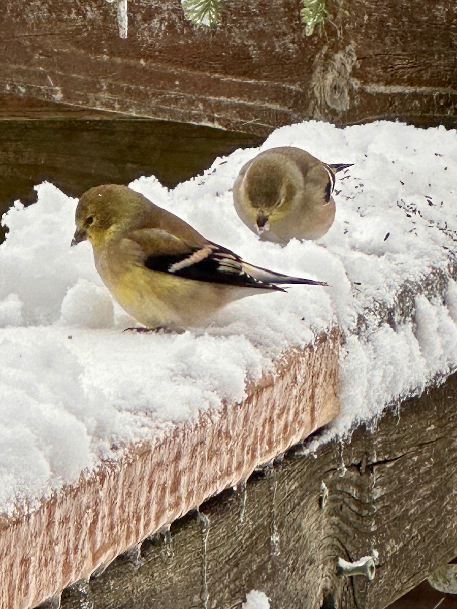 čížek žlutý - ML645174768