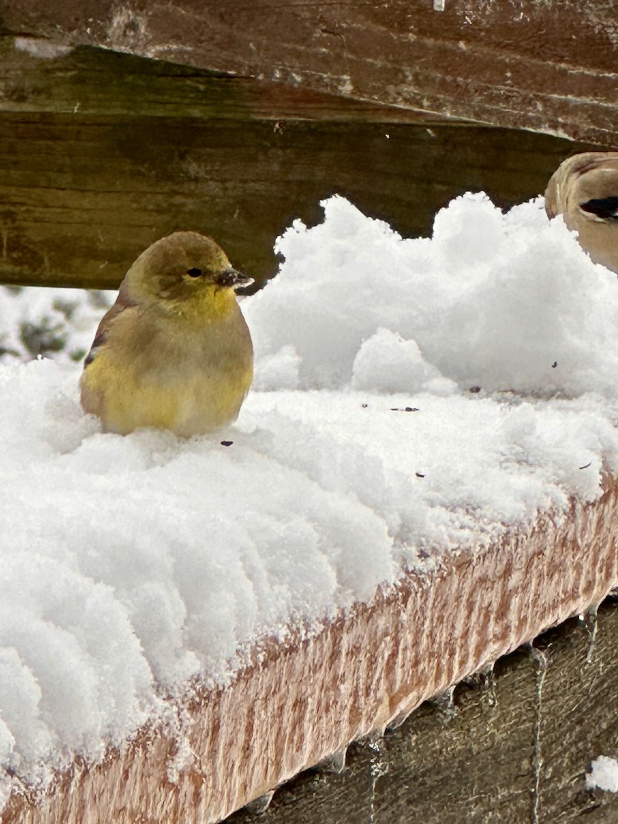 čížek žlutý - ML645174769