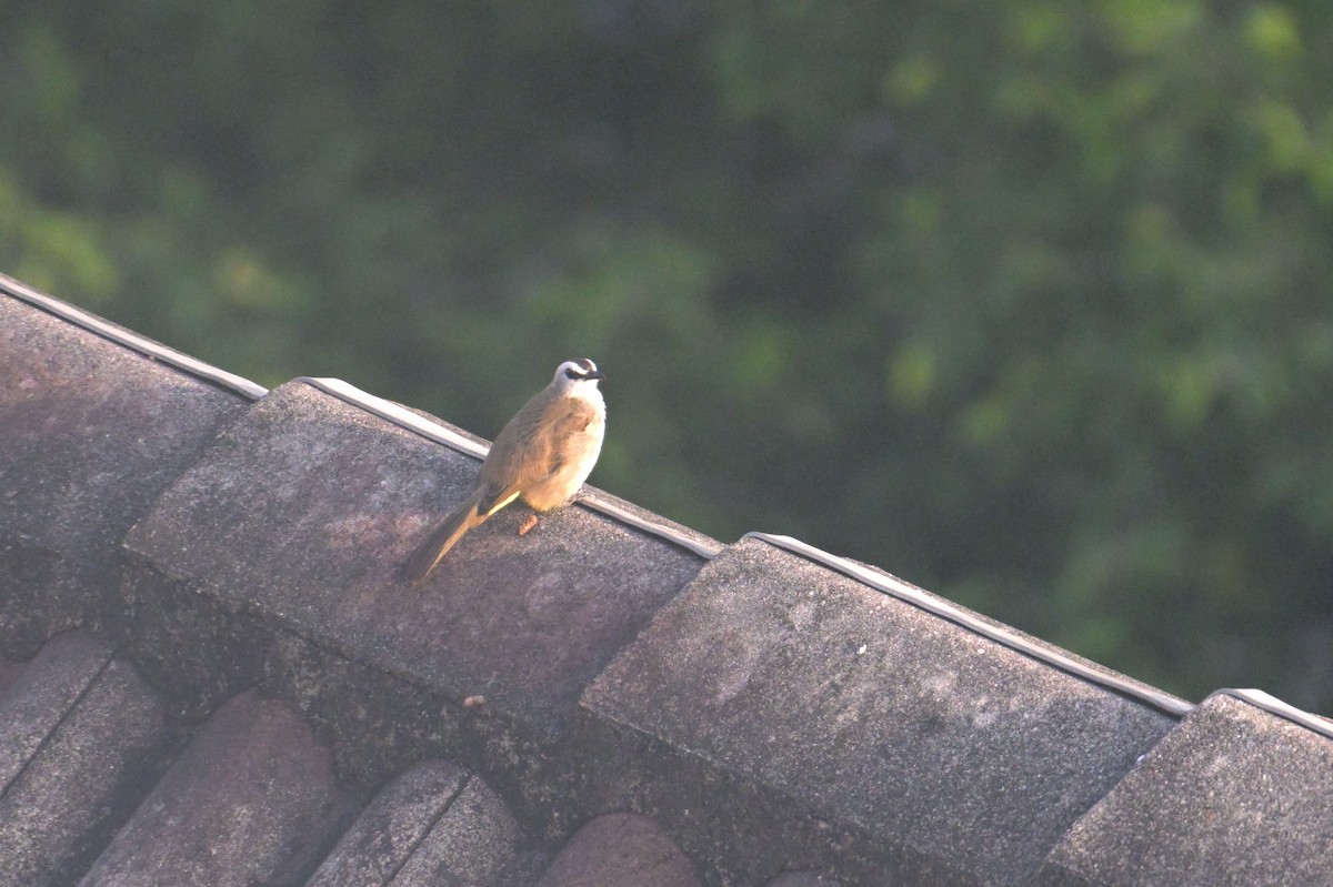 Yellow-vented Bulbul - ML645174771