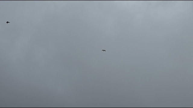 Gray-hooded Gull - ML645174777
