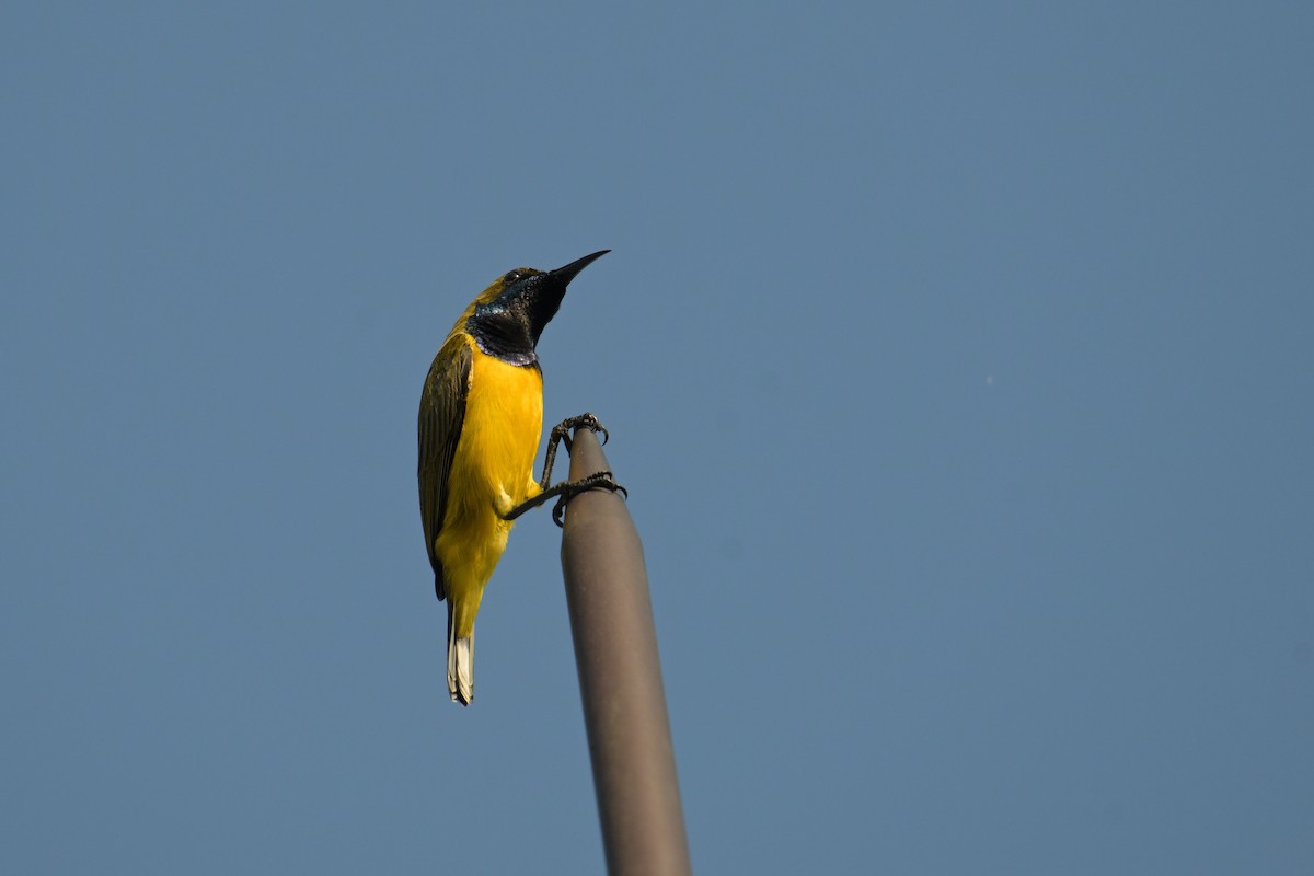 Ornate Sunbird - ML645174778