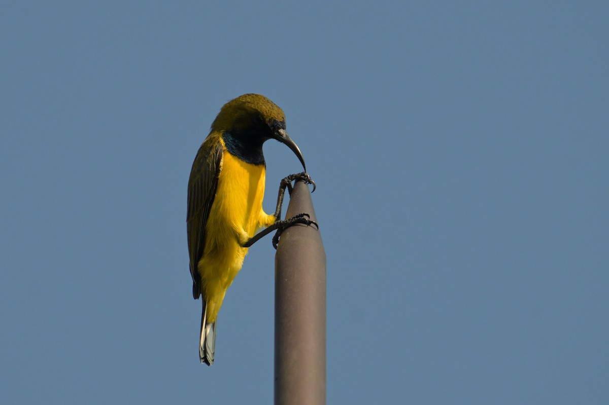 Ornate Sunbird - ML645174781