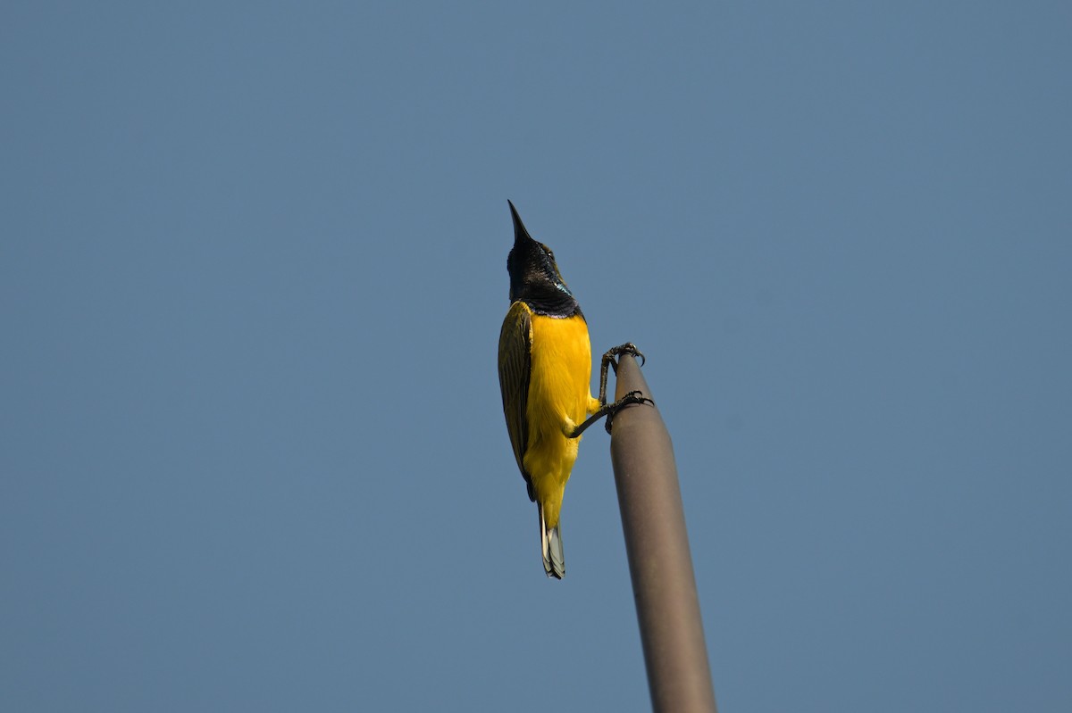 Ornate Sunbird - ML645174786