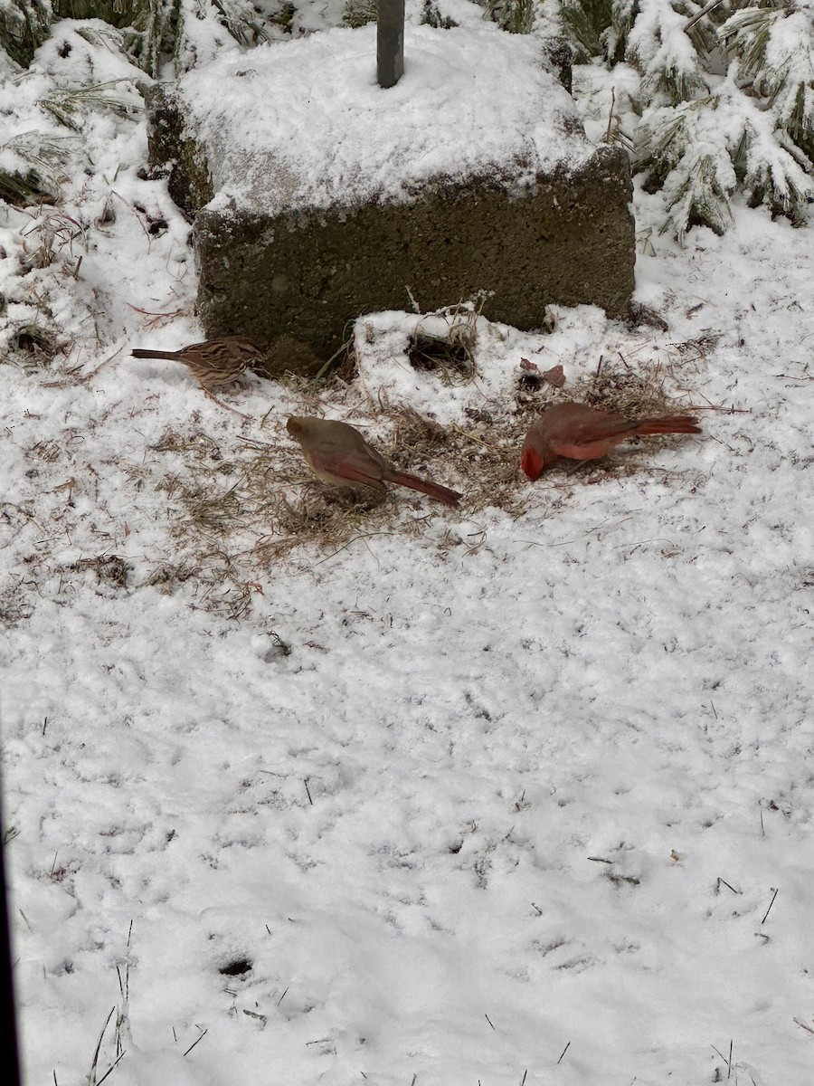 kardinál červený - ML645174793