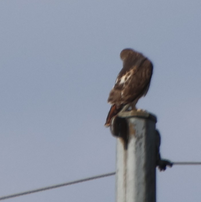 Red-tailed Hawk - ML645174796