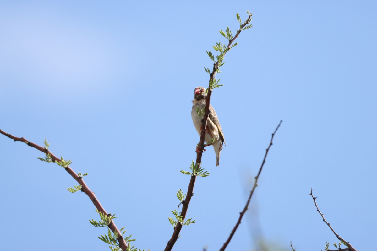 Red-billed Quelea - ML645174807