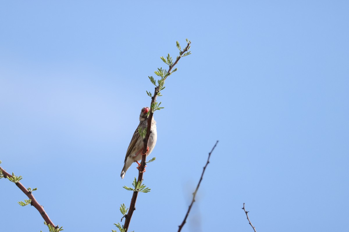 Red-billed Quelea - ML645174808