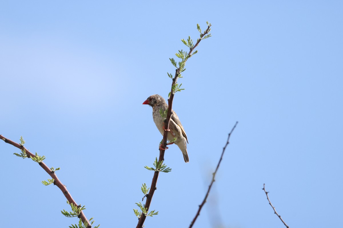 Red-billed Quelea - ML645174809