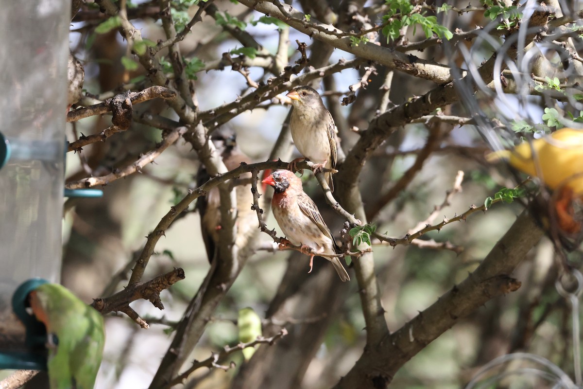 Red-billed Quelea - ML645174810