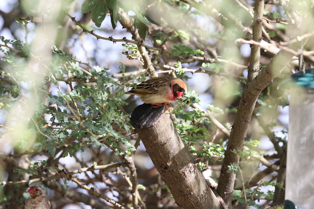 Red-billed Quelea - ML645174811