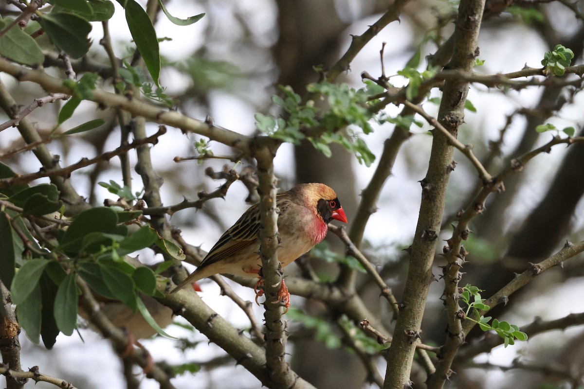 Red-billed Quelea - ML645174813