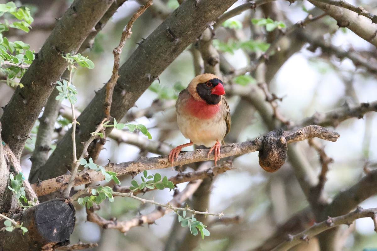 Red-billed Quelea - ML645174814