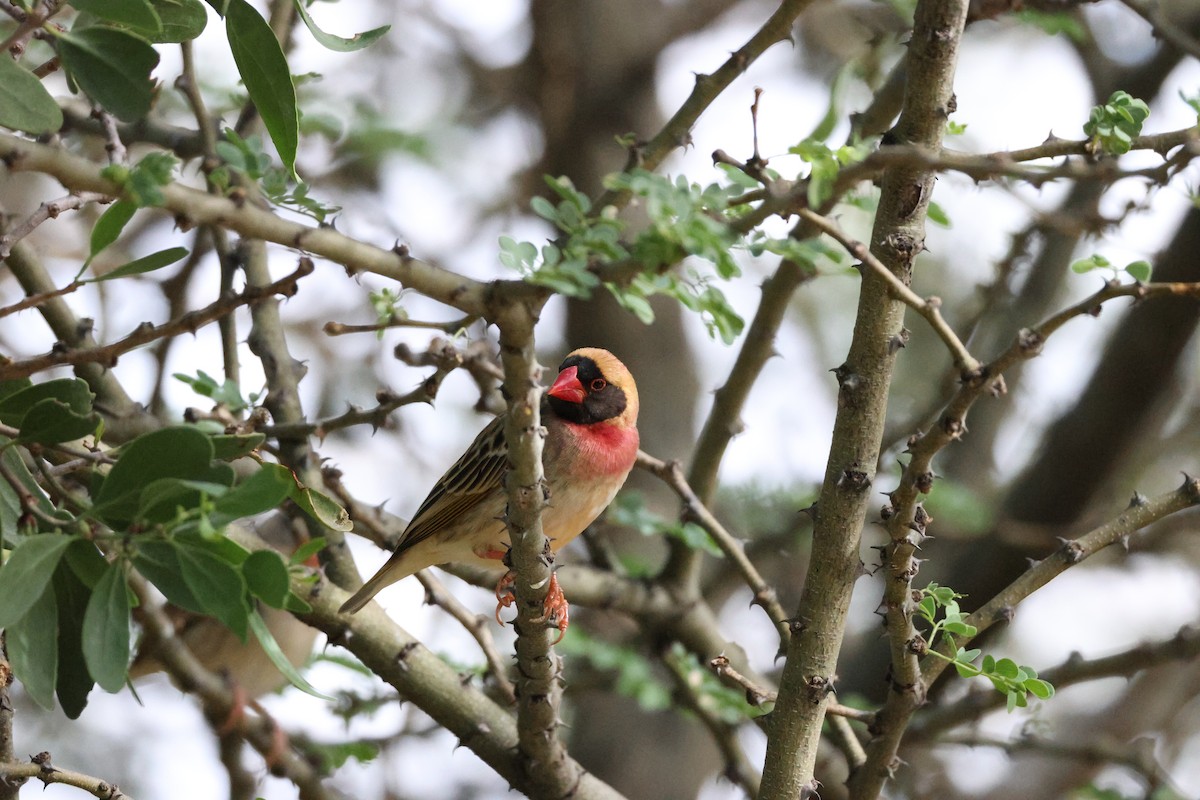 Red-billed Quelea - ML645174815