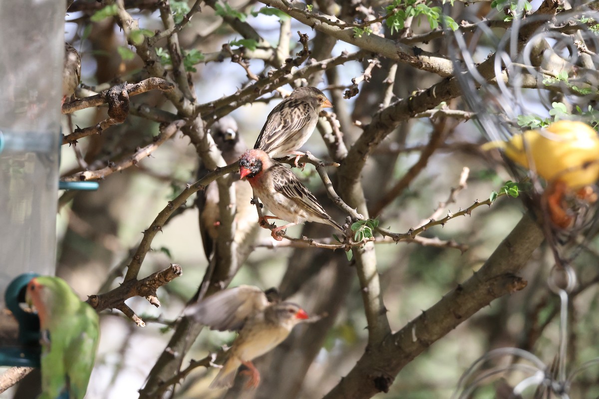Red-billed Quelea - ML645174816