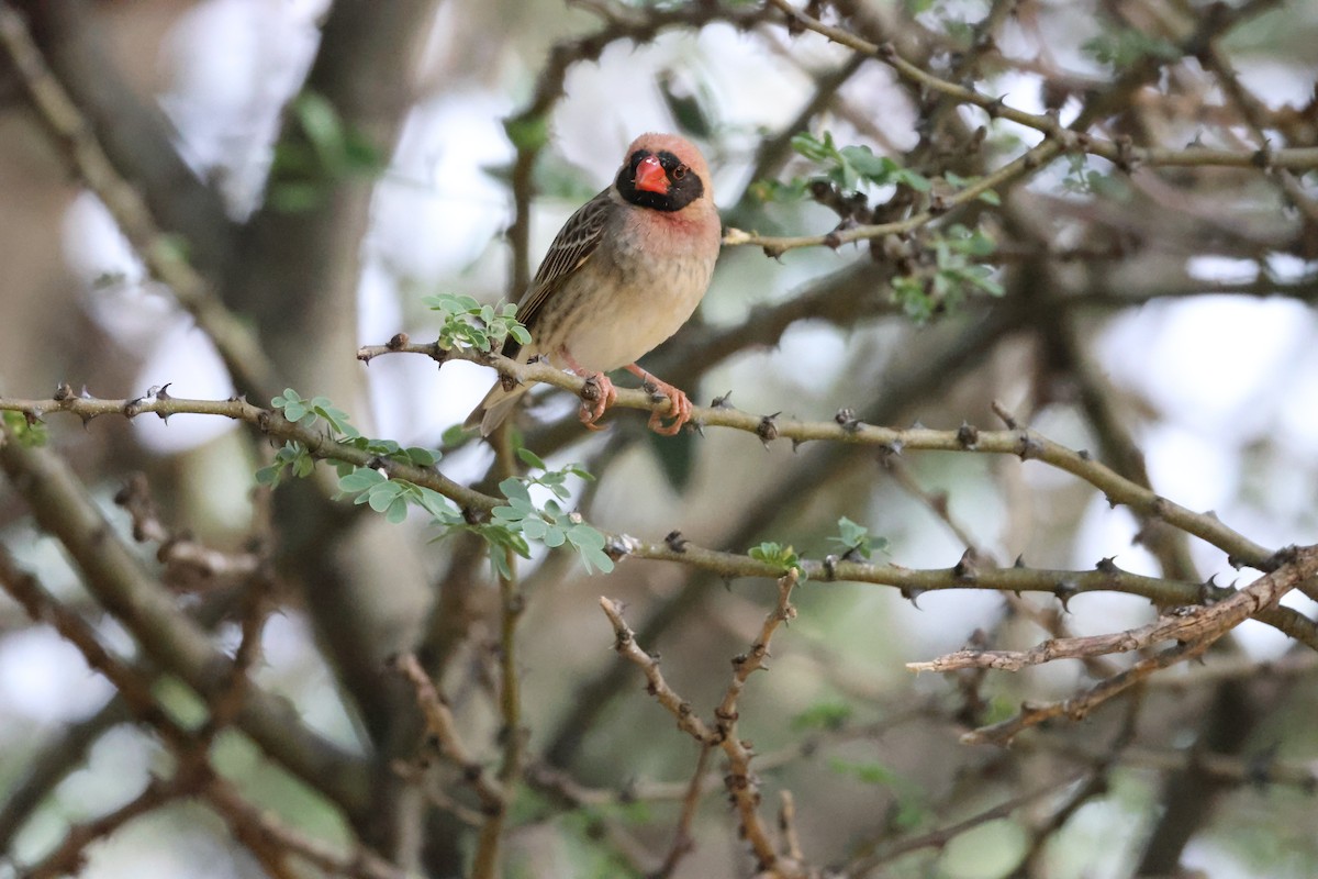Red-billed Quelea - ML645174817