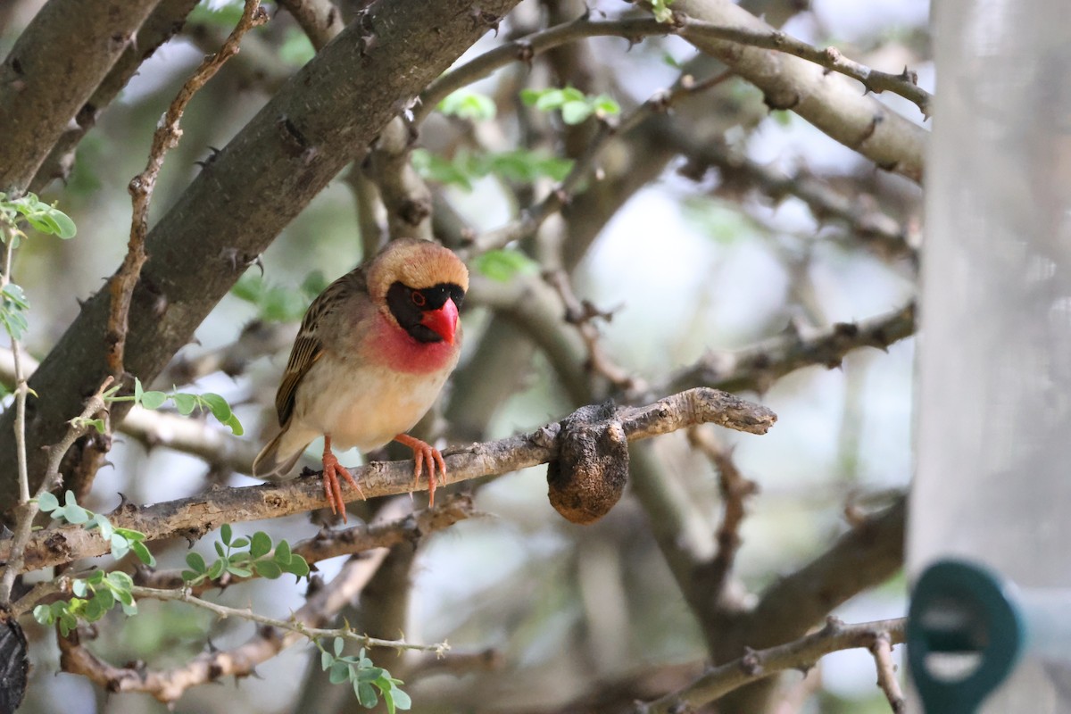 Red-billed Quelea - ML645174818