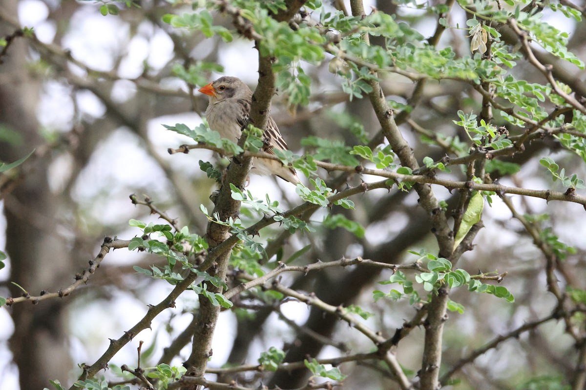 Red-billed Quelea - ML645174819
