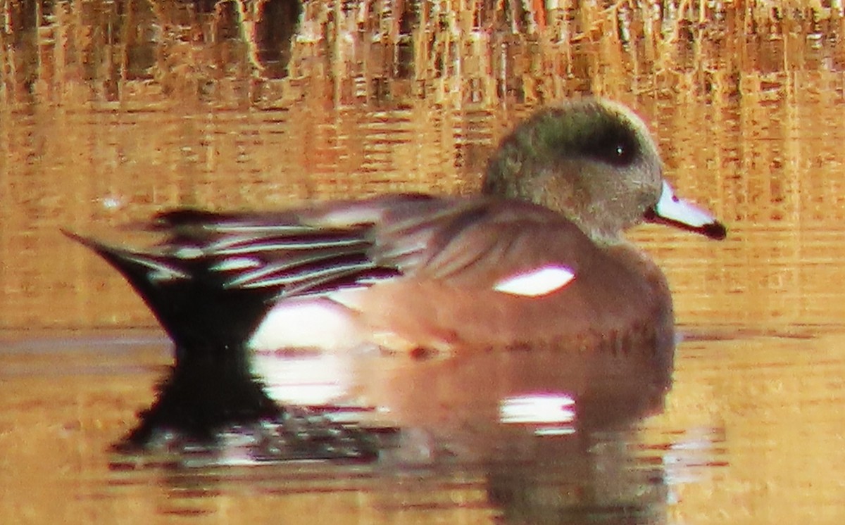 American Wigeon - ML645174867