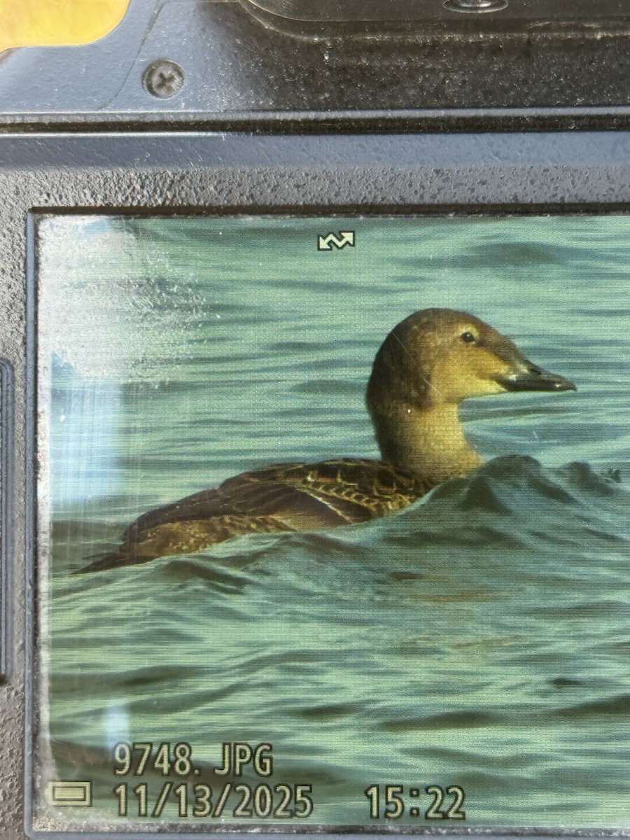 King Eider - ML645174868