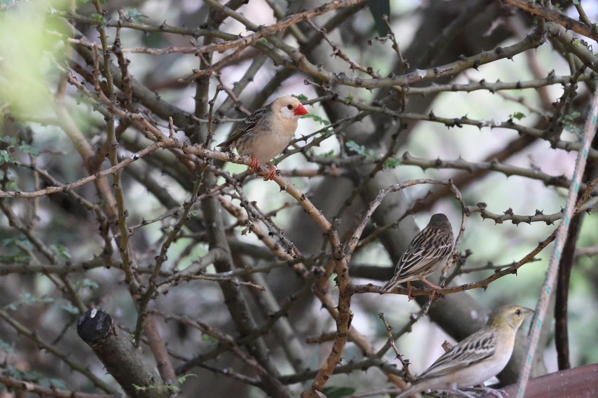 Red-billed Quelea - ML645174882