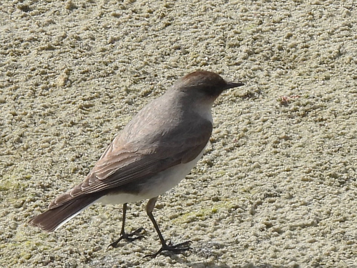 Dormilon bistré - ML645174888