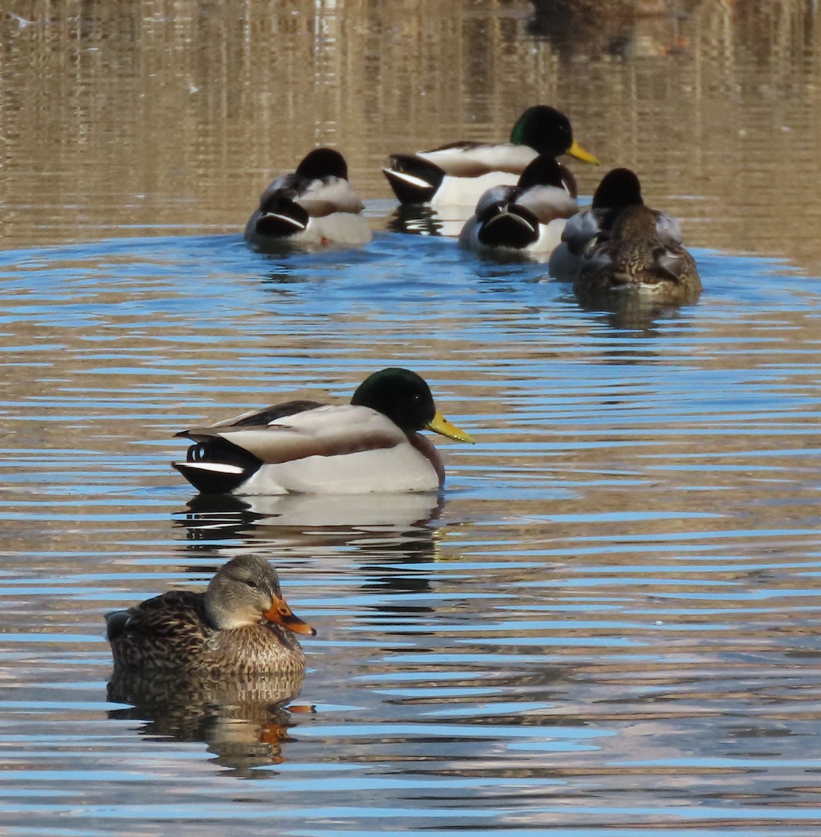 Mallard - ML645174889