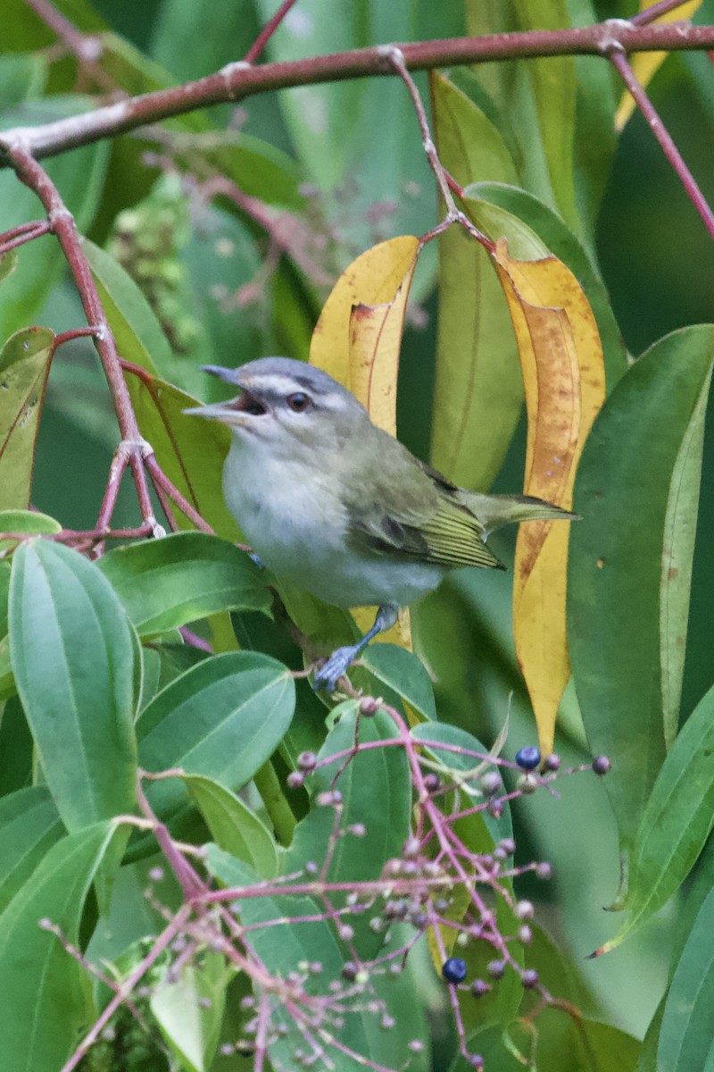 Красноглазый виреон - ML645174896