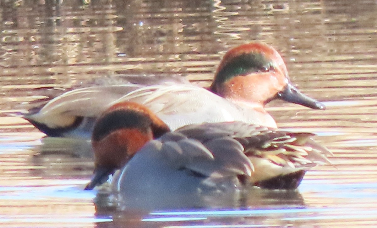 Green-winged Teal - ML645174898