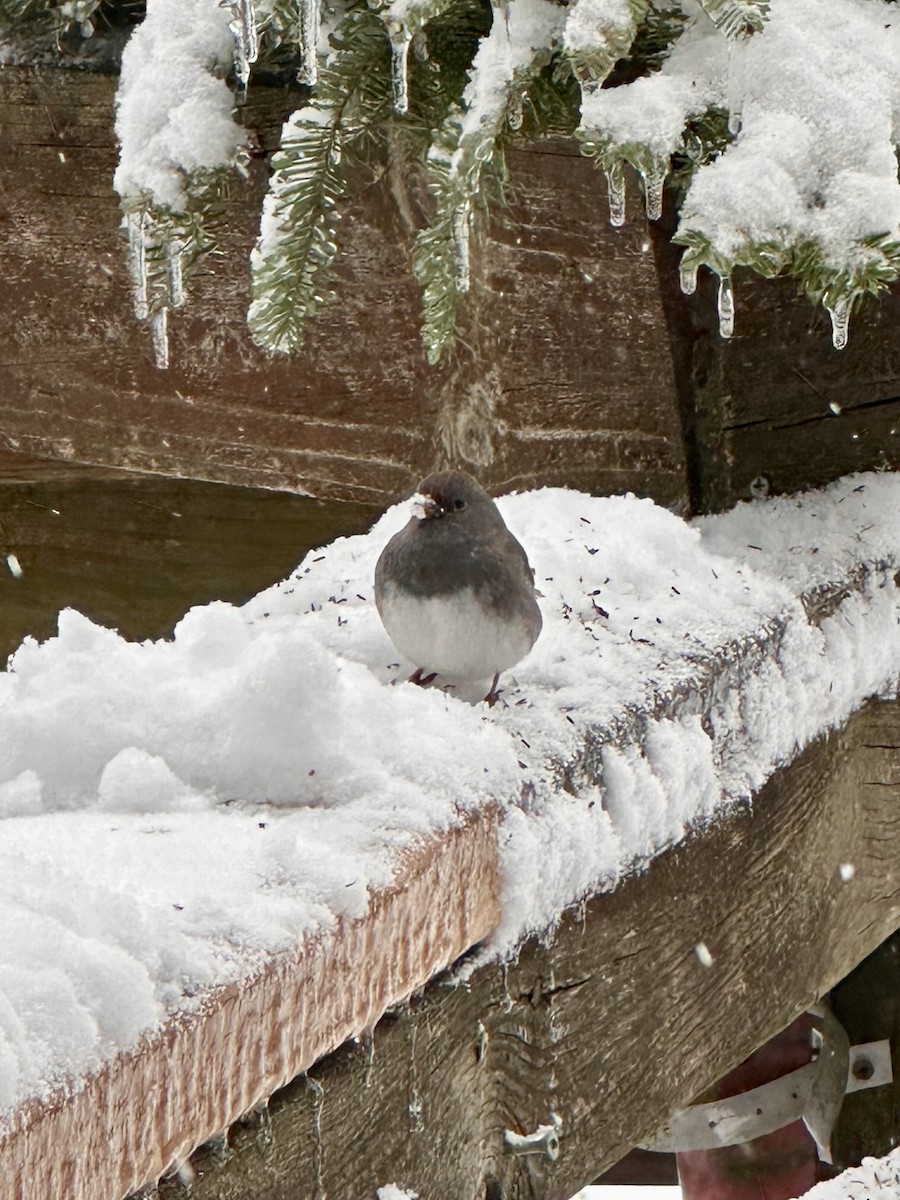 strnadec zimní - ML645174905