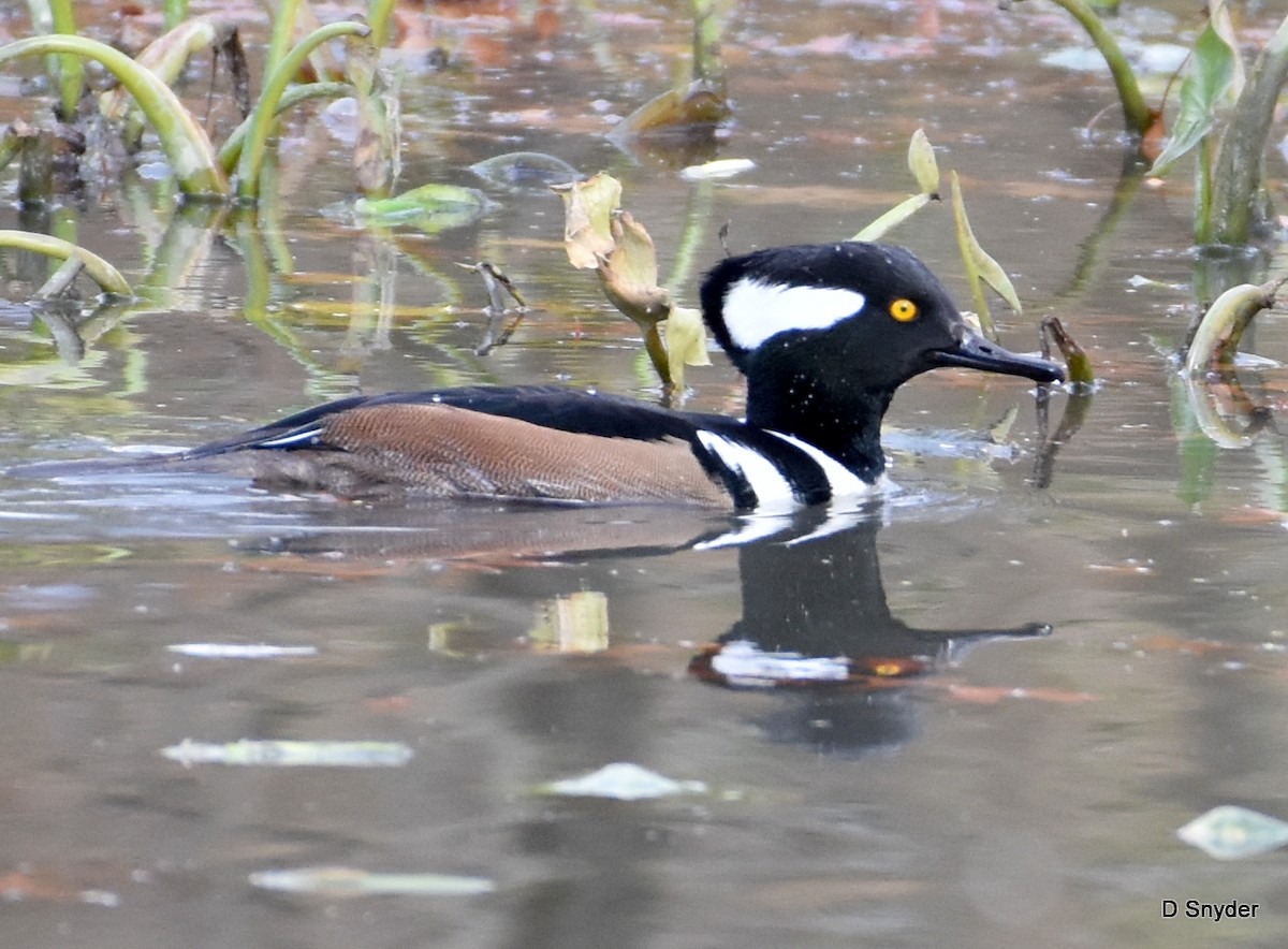 Hooded Merganser - ML645174907