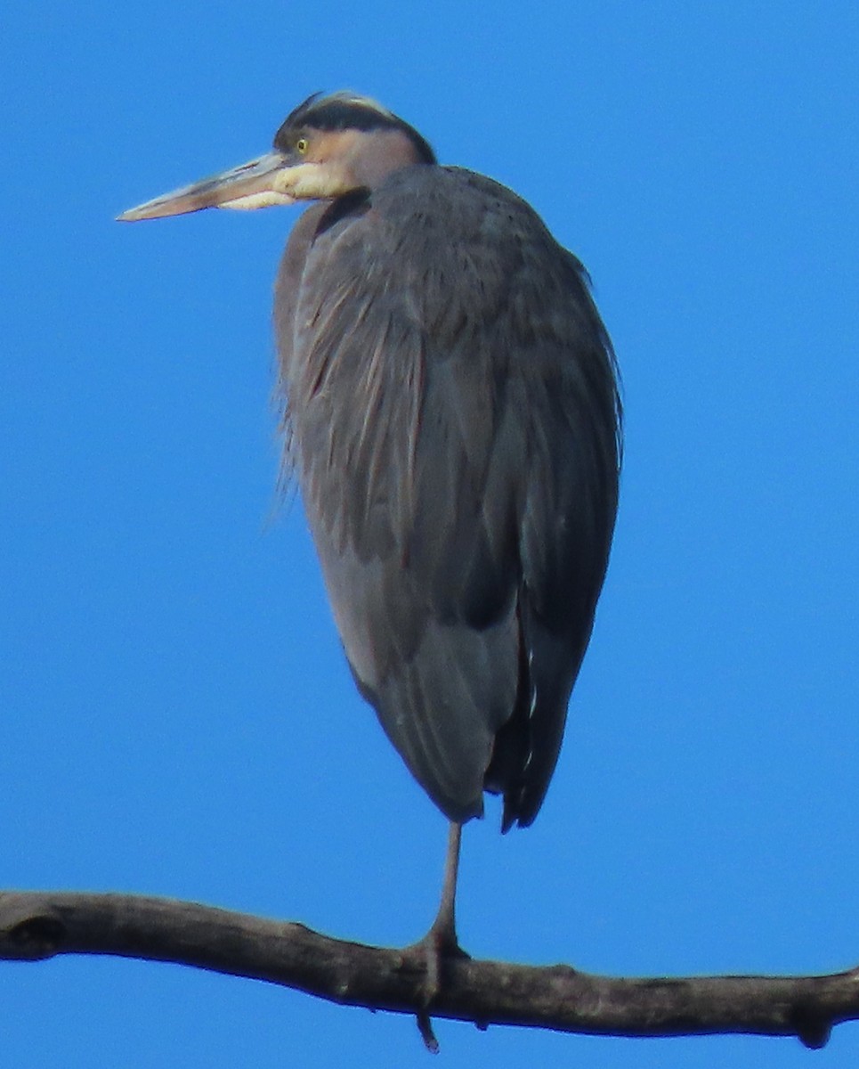 Great Blue Heron - ML645174910