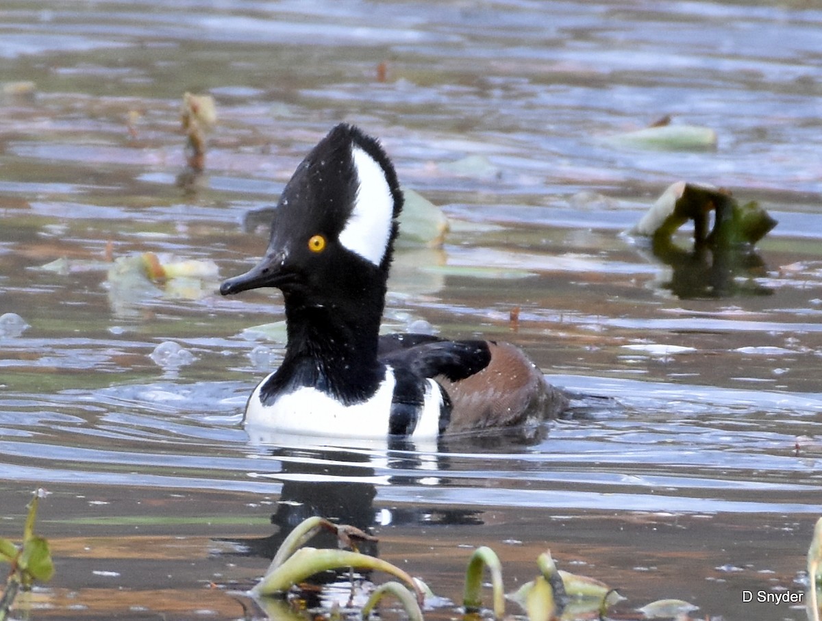 Hooded Merganser - ML645174913