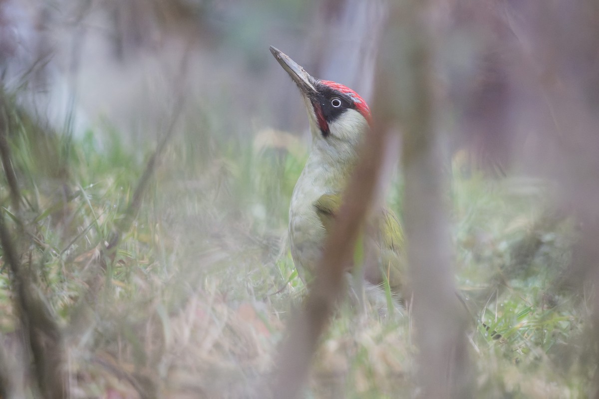 נקר ירוק - ML645174937