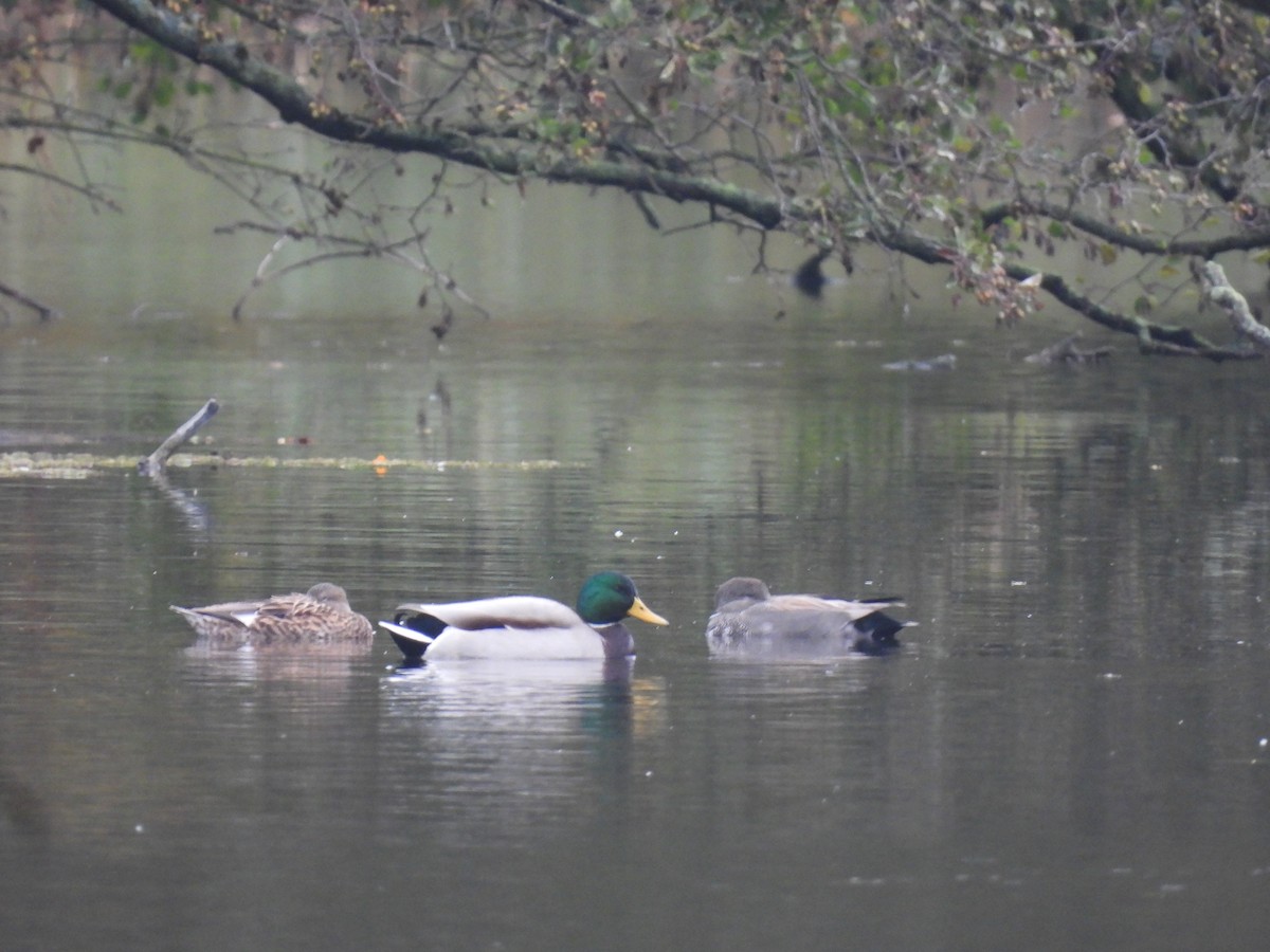 Ánade Friso - ML645174940