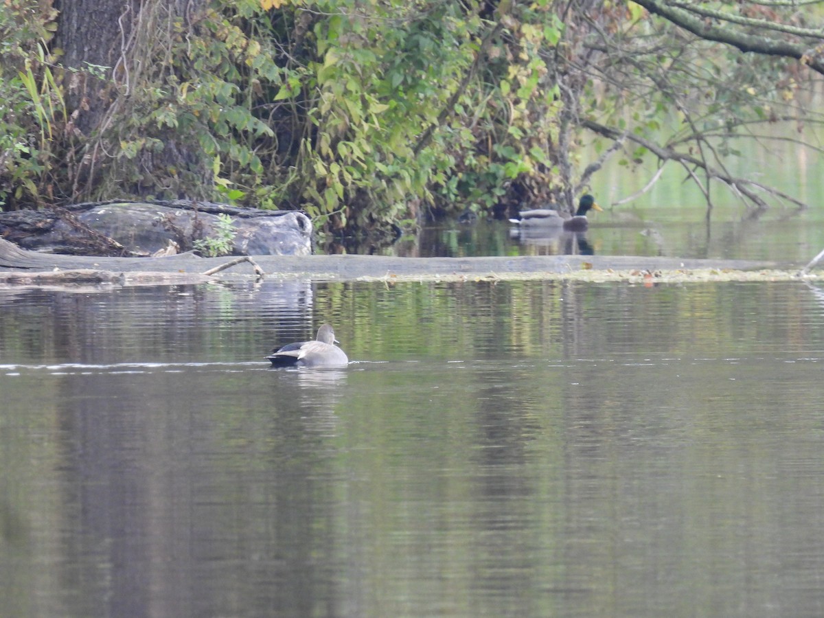 Ánade Friso - ML645174941