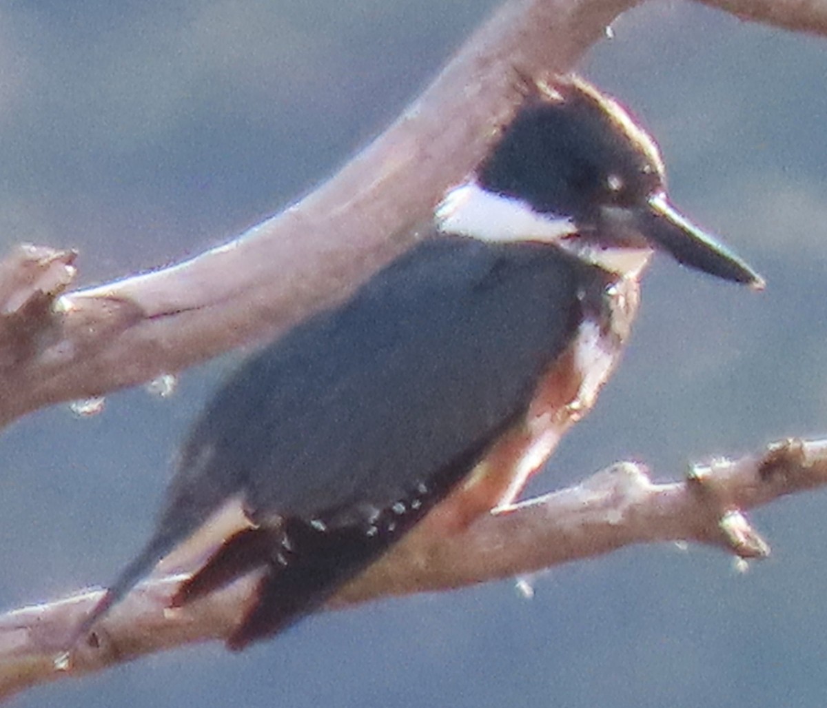 Belted Kingfisher - ML645174949