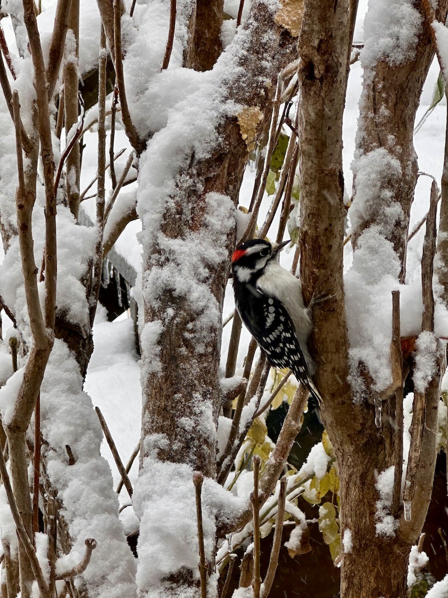 strakapoud osikový - ML645174953