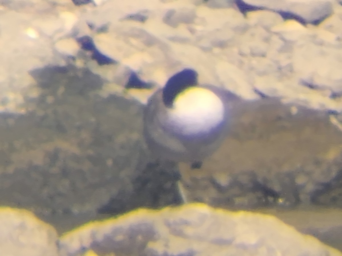 Канад галуу - ML645174960