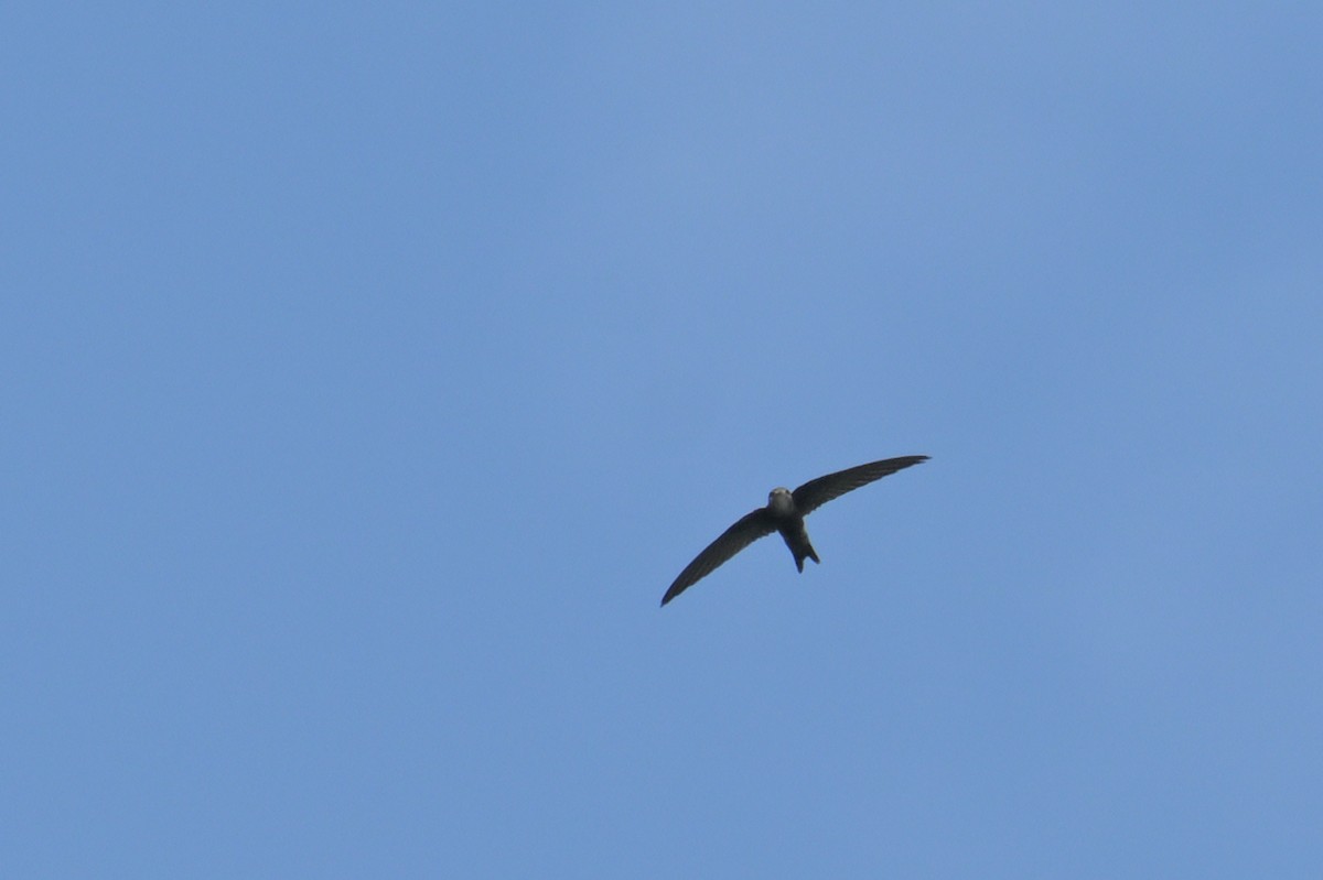 House Swift - ML645174964