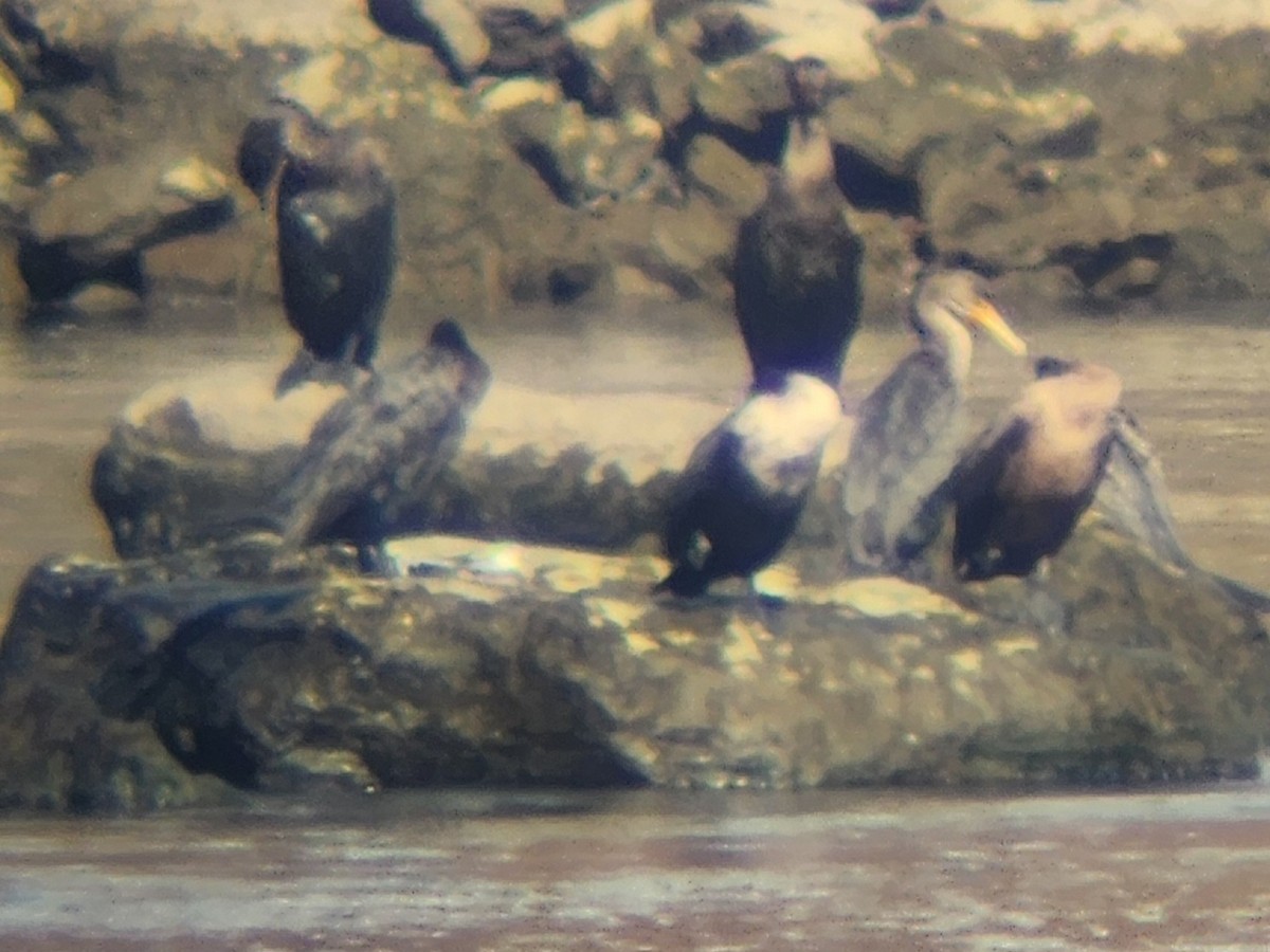 totoppskarv - ML645174968