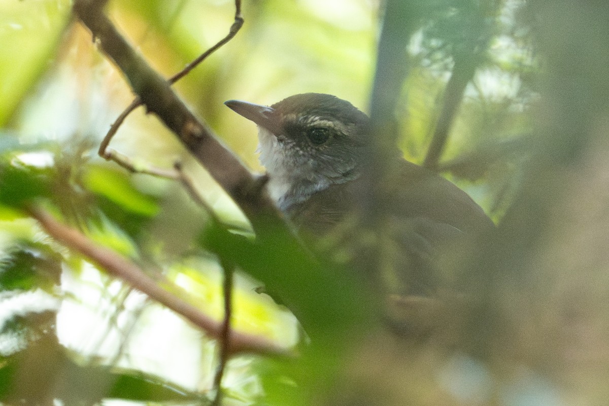 Кобилочочка буруйська - ML645174969