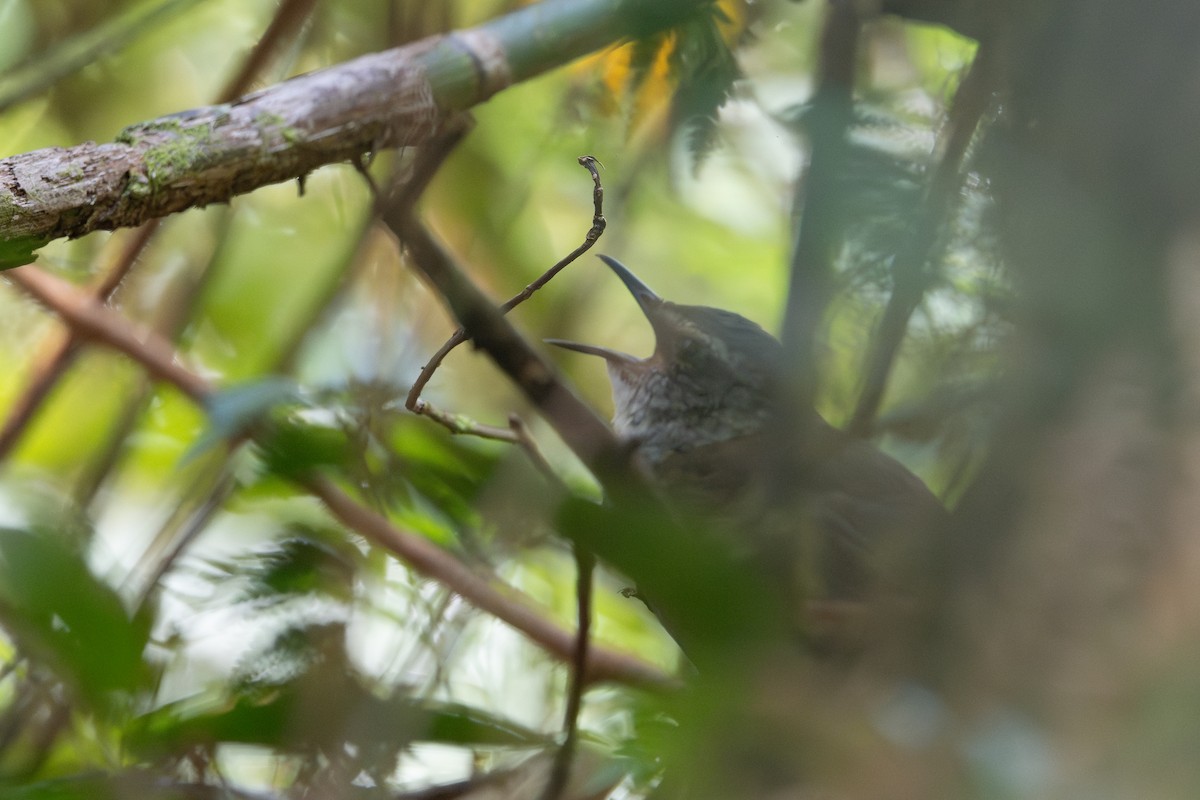 Кобилочочка буруйська - ML645174974