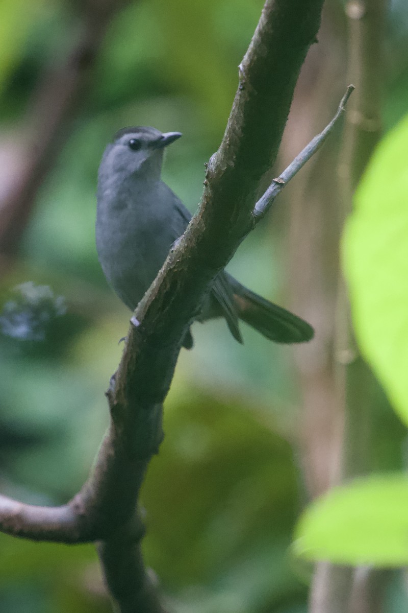 Gray Catbird - ML645174975
